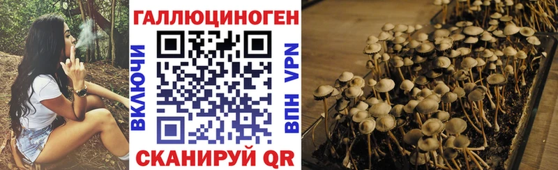 где можно купить   ОМГ ОМГ tor  Галлюциногенные грибы GOLDEN TEACHER  Дорогобуж 
